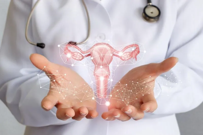 Female External Genital Organs - Women's Health Issues - MSD Manual  Consumer Version